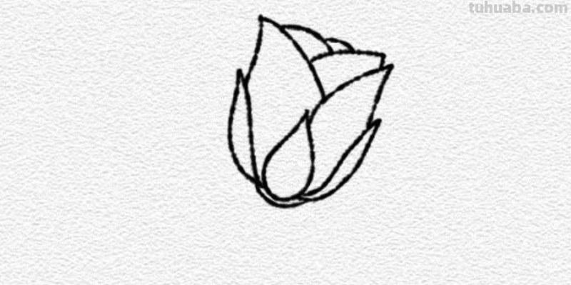 玫瑰花简笔画教程 玫瑰花简笔画教程