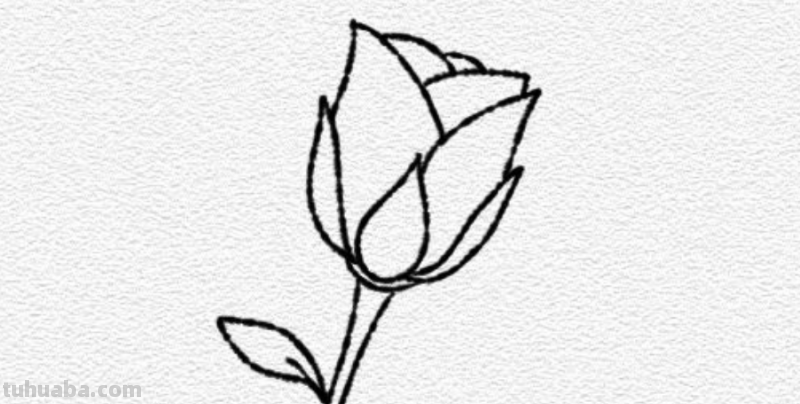 玫瑰花简笔画教程 玫瑰花简笔画教程