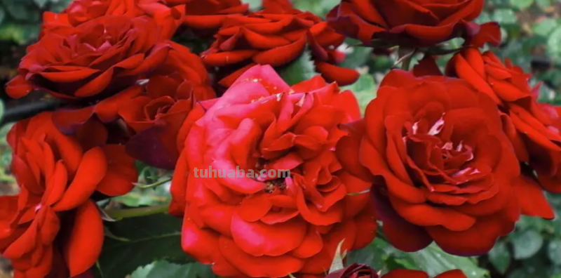 玫瑰花简笔画教程 玫瑰花简笔画教程