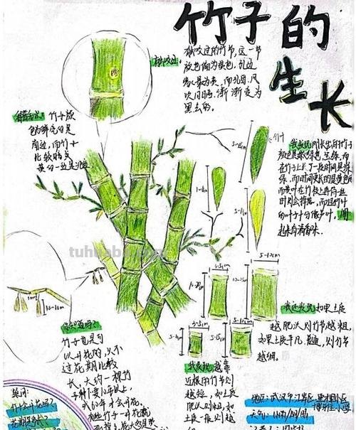 小学生手绘自然笔记梅兰竹菊莲,播种清廉种子在心田