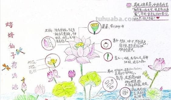 小学生手绘自然笔记梅兰竹菊莲,播种清廉种子在心田