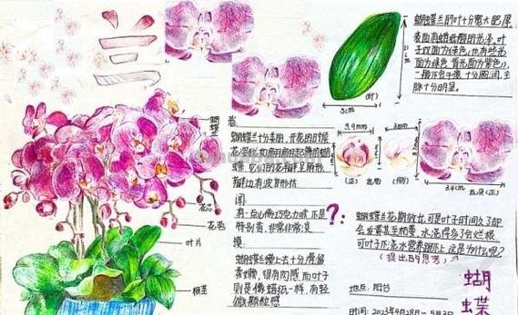 小学生手绘自然笔记梅兰竹菊莲,播种清廉种子在心田