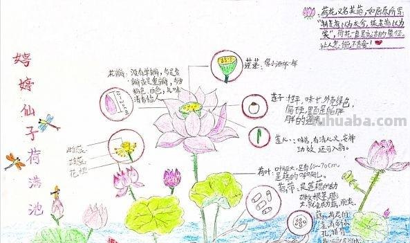小学生手绘自然笔记梅兰竹菊莲，播种清廉种子在心田