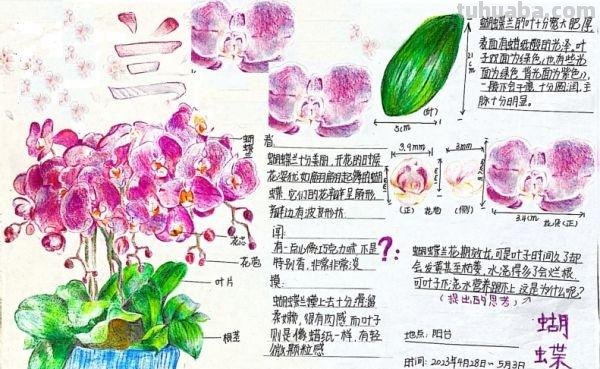 小学生手绘自然笔记梅兰竹菊莲，播种清廉种子在心田