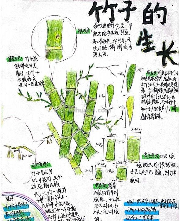 小学生手绘自然笔记梅兰竹菊莲，播种清廉种子在心田