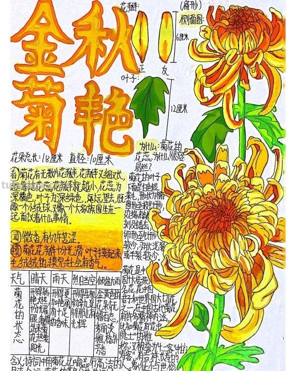 小学生手绘自然笔记梅兰竹菊莲，播种清廉种子在心田