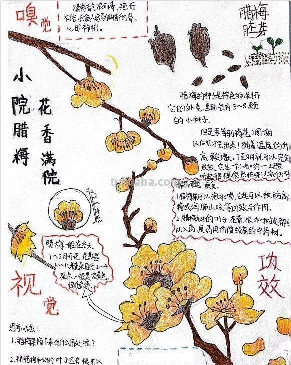 小学生手绘自然笔记梅兰竹菊莲，播种清廉种子在心田