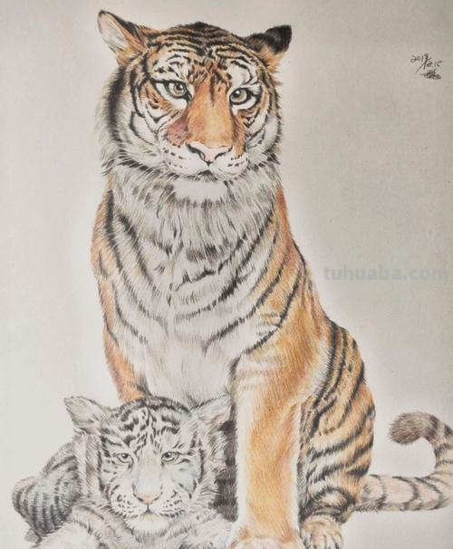 老虎彩铅水彩怎么画 一招学会画虎？