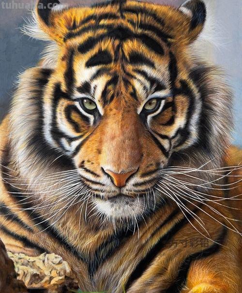 老虎彩铅水彩怎么画 一招学会画虎?