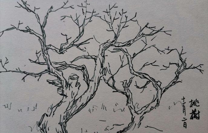 速写画技巧桃树 怎么素描春天的桃树？