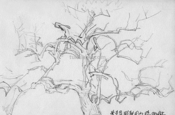 速写画技巧桃树 怎么素描春天的桃树?