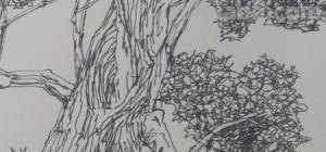 速写画技巧桃树 怎么素描春天的桃树? 速写画技巧桃树 怎么素描春天的桃树?