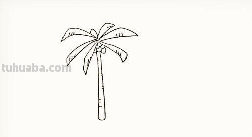 椰子怎么画简笔画 海边的椰子树简笔画画法?