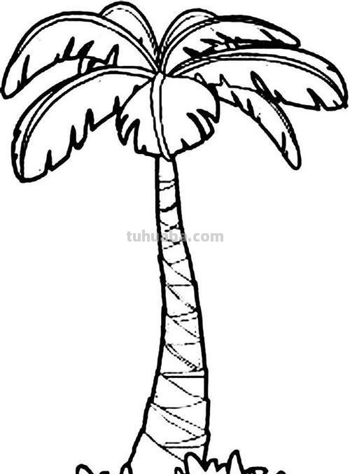 椰子怎么画简笔画 海边的椰子树简笔画画法？