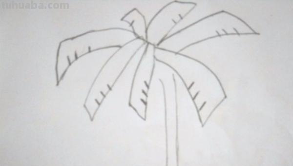 椰子怎么画简笔画 海边的椰子树简笔画画法? 椰子怎么画简笔画 海边的椰子树简笔画画法?