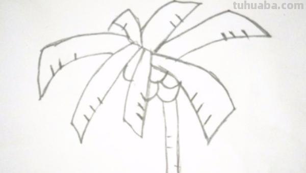 椰子怎么画简笔画 海边的椰子树简笔画画法? 椰子怎么画简笔画 海边的椰子树简笔画画法?