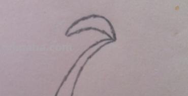 椰子怎么画简笔画 海边的椰子树简笔画画法? 椰子怎么画简笔画 海边的椰子树简笔画画法?