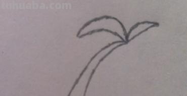 椰子怎么画简笔画 海边的椰子树简笔画画法? 椰子怎么画简笔画 海边的椰子树简笔画画法?