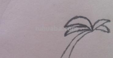 椰子怎么画简笔画 海边的椰子树简笔画画法? 椰子怎么画简笔画 海边的椰子树简笔画画法?