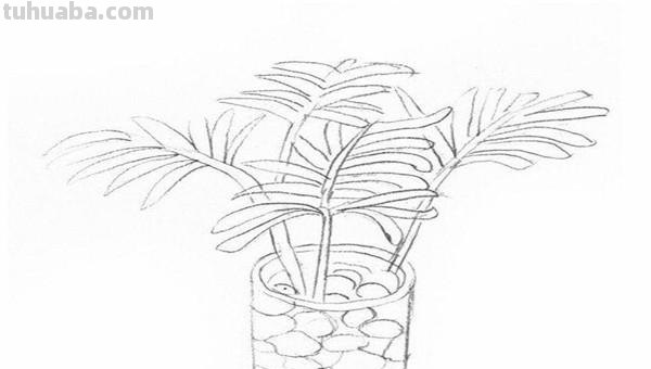 椰子怎么画简笔画 海边的椰子树简笔画画法? 椰子怎么画简笔画 海边的椰子树简笔画画法?