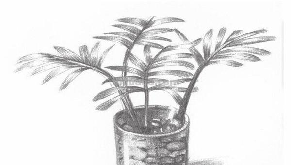 椰子怎么画简笔画 海边的椰子树简笔画画法? 椰子怎么画简笔画 海边的椰子树简笔画画法?