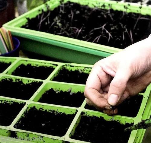 家庭种植花卉怎样播种育苗？