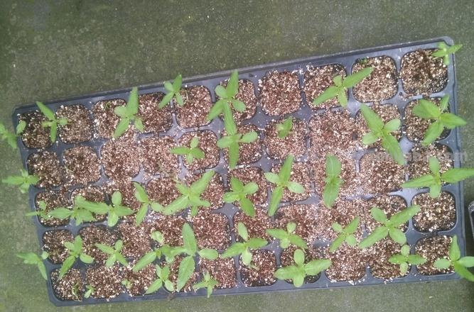 家庭种植花卉怎样播种育苗？