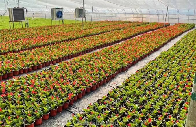 家庭种植花卉怎样播种育苗？