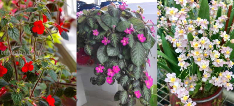 想在半阴的室内养经常开花的植物，这些小盆栽花卉别错过