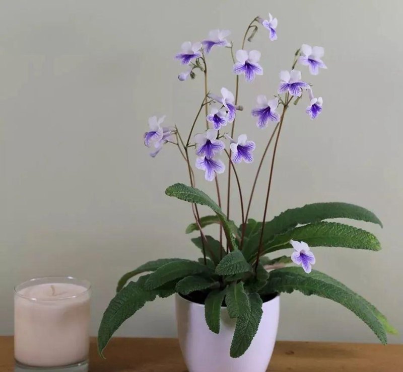 想在半阴的室内养经常开花的植物，这些小盆栽花卉别错过