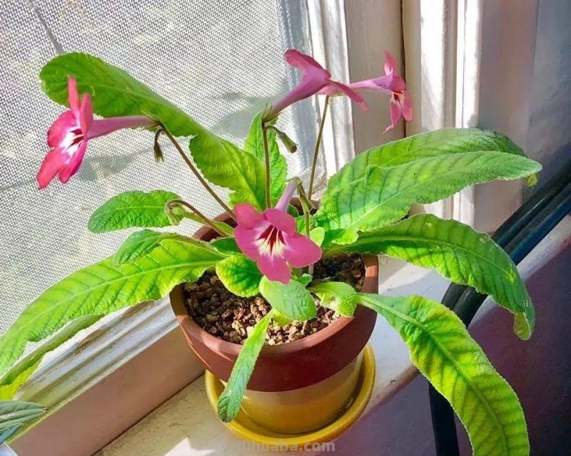 想在半阴的室内养经常开花的植物，这些小盆栽花卉别错过