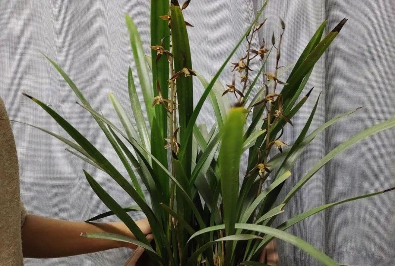 想在半阴的室内养经常开花的植物，这些小盆栽花卉别错过