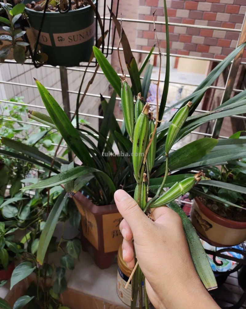 想在半阴的室内养经常开花的植物，这些小盆栽花卉别错过