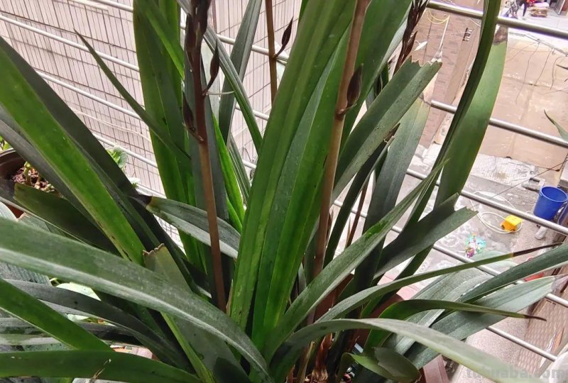 想在半阴的室内养经常开花的植物，这些小盆栽花卉别错过