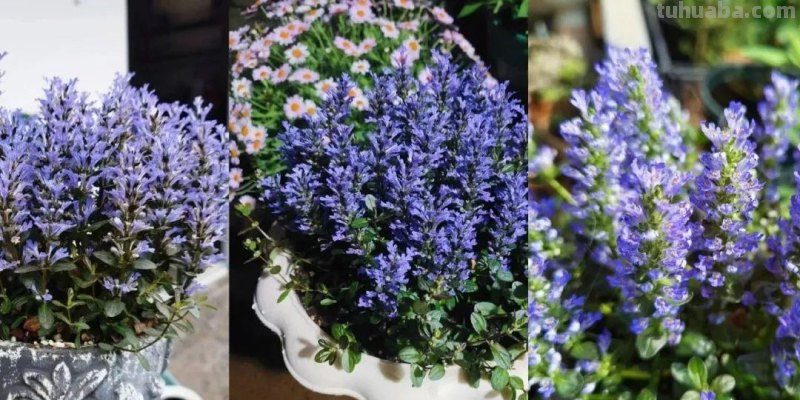 想在半阴的室内养经常开花的植物，这些小盆栽花卉别错过