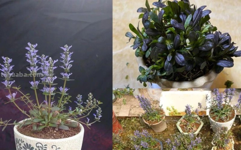 想在半阴的室内养经常开花的植物，这些小盆栽花卉别错过