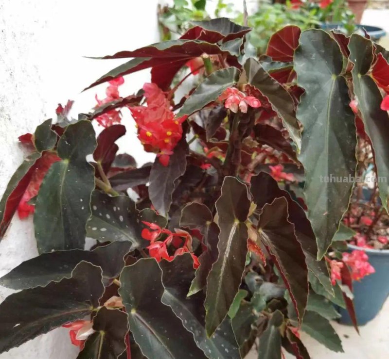 想在半阴的室内养经常开花的植物，这些小盆栽花卉别错过