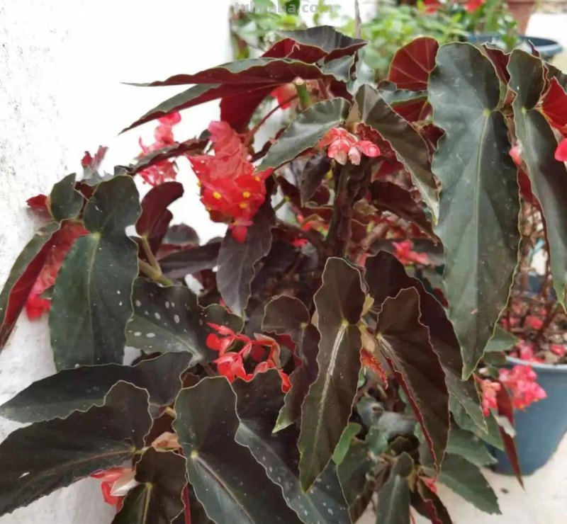 想在半阴的室内养经常开花的植物，这些小盆栽花卉别错过