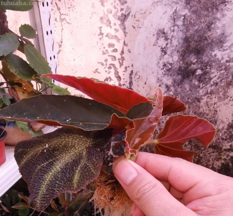想在半阴的室内养经常开花的植物，这些小盆栽花卉别错过