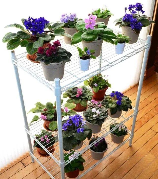 想在半阴的室内养经常开花的植物，这些小盆栽花卉别错过