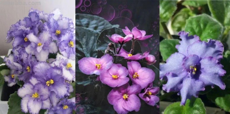 想在半阴的室内养经常开花的植物，这些小盆栽花卉别错过