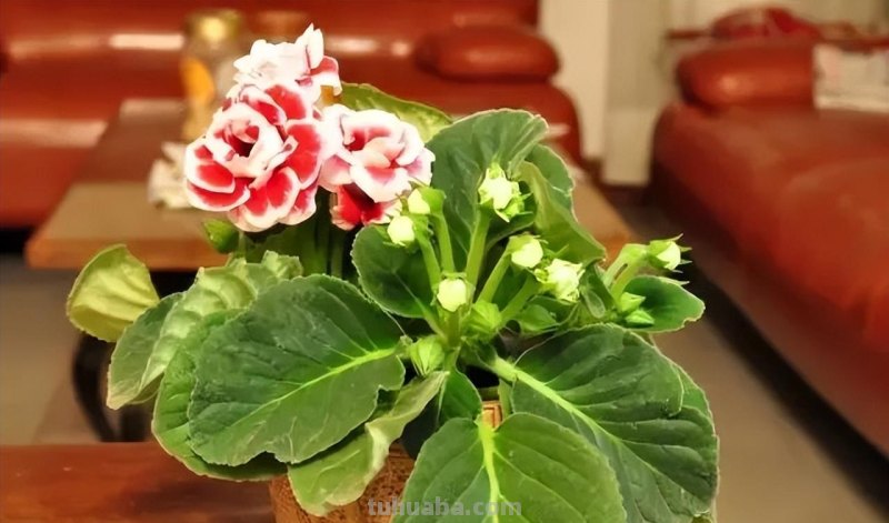 想在半阴的室内养经常开花的植物，这些小盆栽花卉别错过