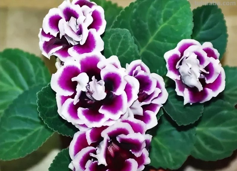 想在半阴的室内养经常开花的植物，这些小盆栽花卉别错过