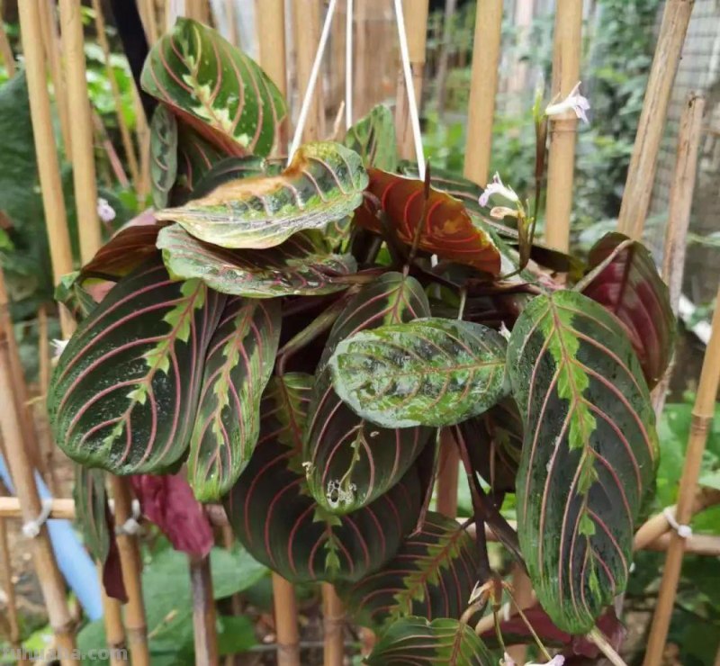 想在半阴的室内养经常开花的植物，这些小盆栽花卉别错过