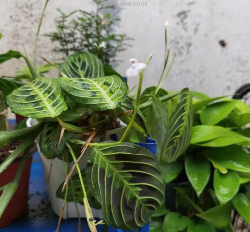 想在半阴的室内养经常开花的植物，这些小盆栽花卉别错过