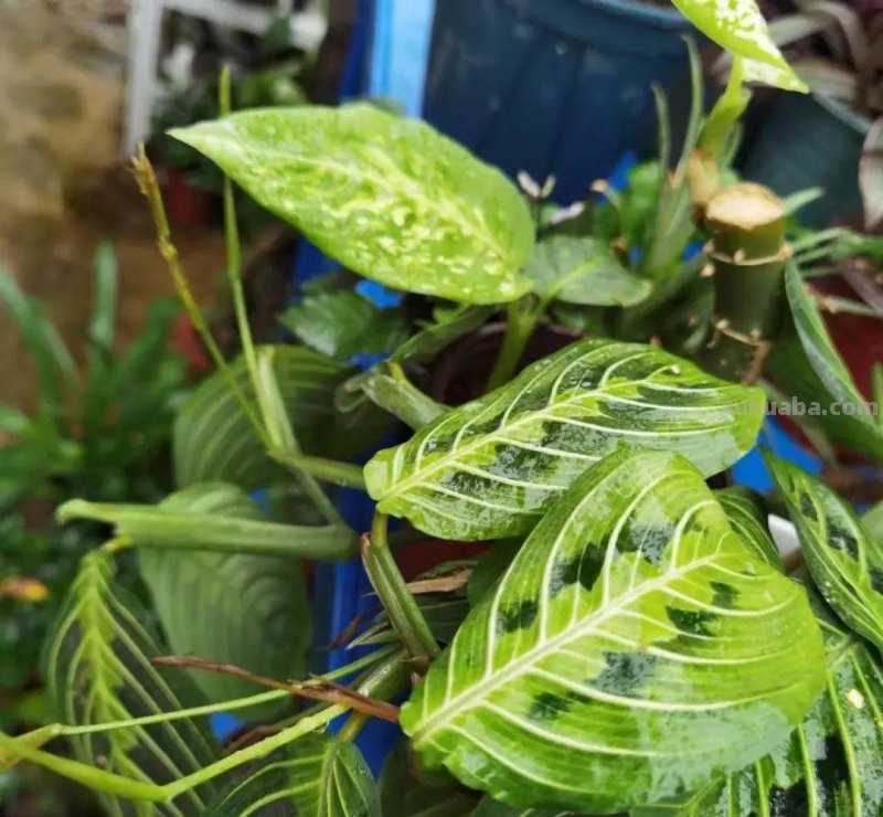 想在半阴的室内养经常开花的植物，这些小盆栽花卉别错过