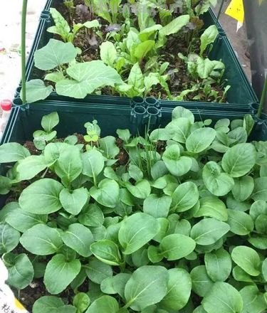 新手种菜详细指南，做好这8点，在阳台也能布置一片小菜园