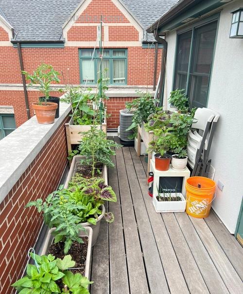 新手种菜详细指南，做好这8点，在阳台也能布置一片小菜园