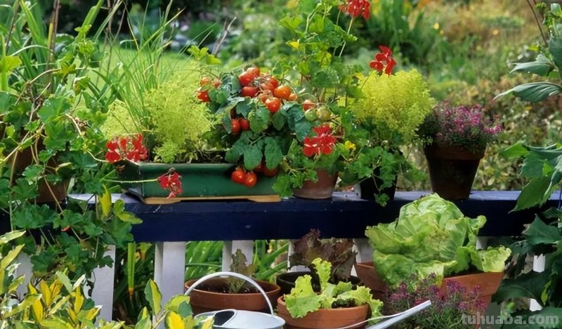 新手种菜详细指南，做好这8点，在阳台也能布置一片小菜园