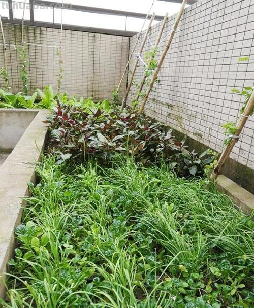 新手种菜详细指南，做好这8点，在阳台也能布置一片小菜园